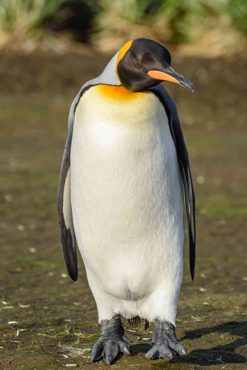 Pingüino Rey - islas Georgias del Sur 021.jpg